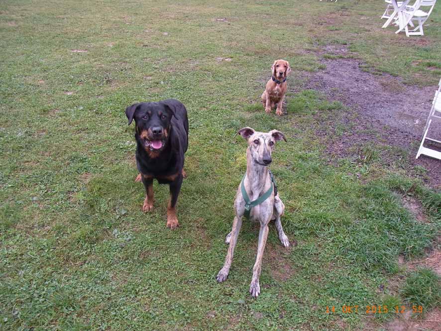 Azat, Shakira und Odin.JPG (886 x 665)